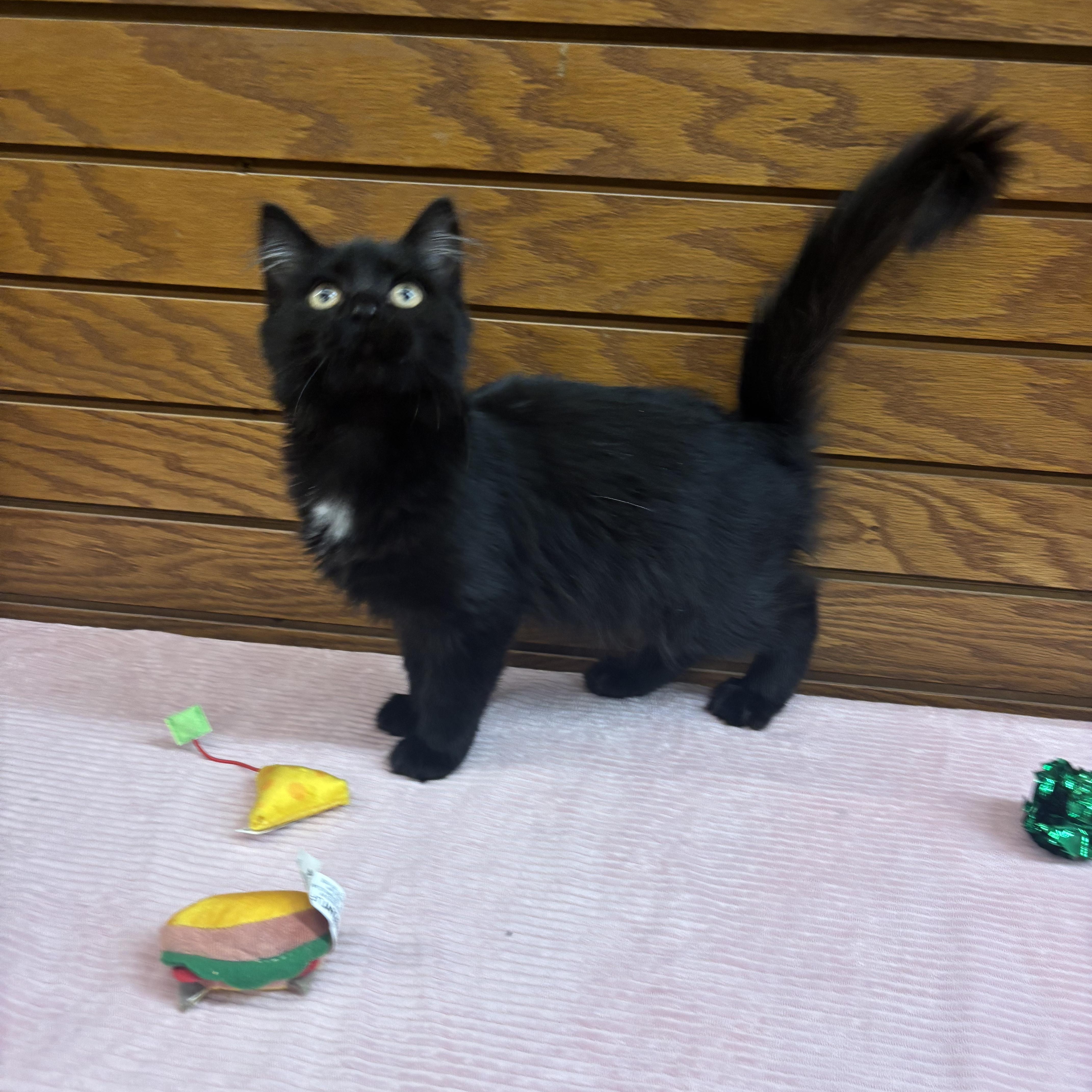 Enlarge Stilleto , an adopted mixed breed in Coldwater, MI image 3/4