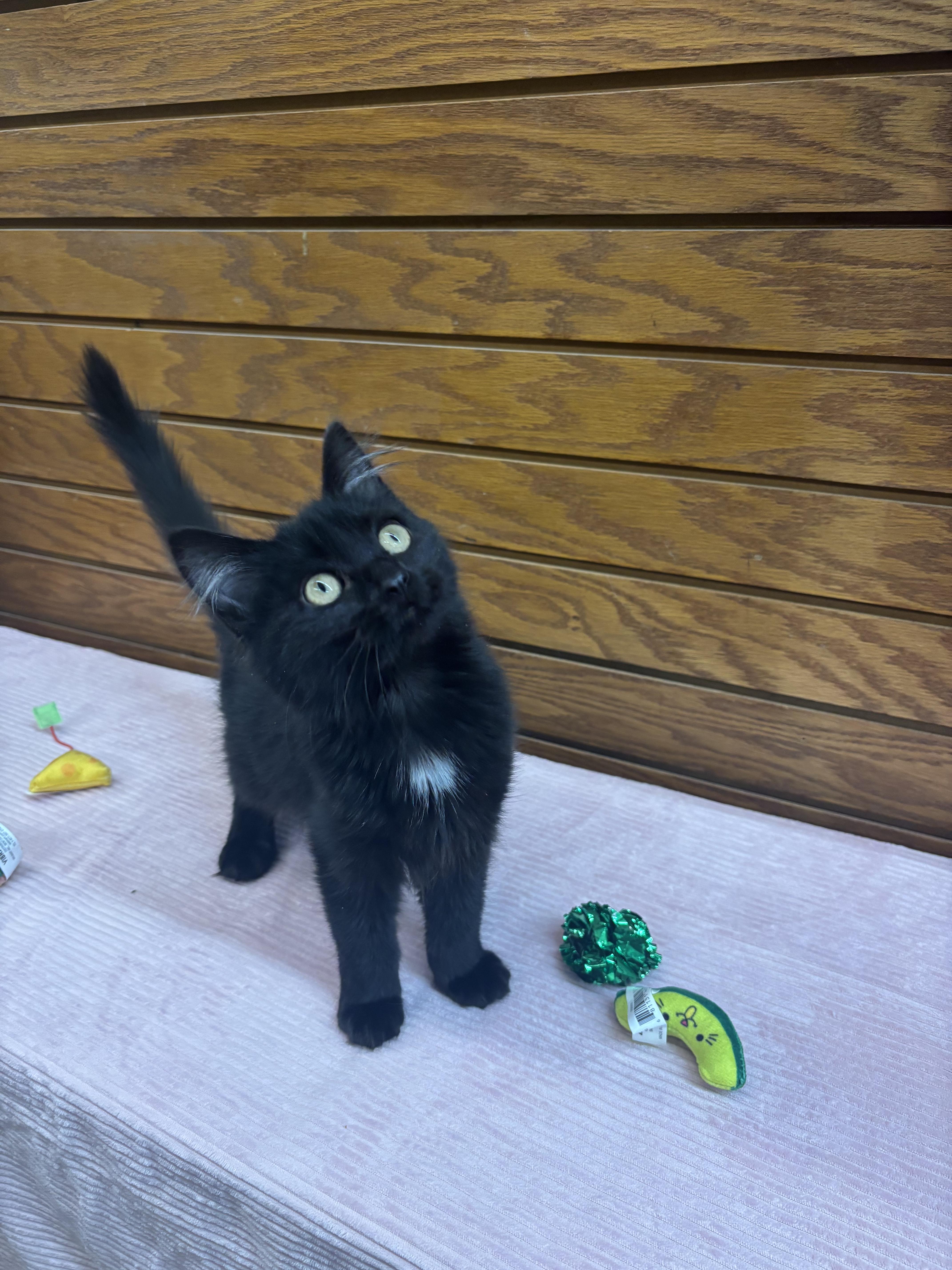 Enlarge Stilleto , an adopted mixed breed in Coldwater, MI image 4/4