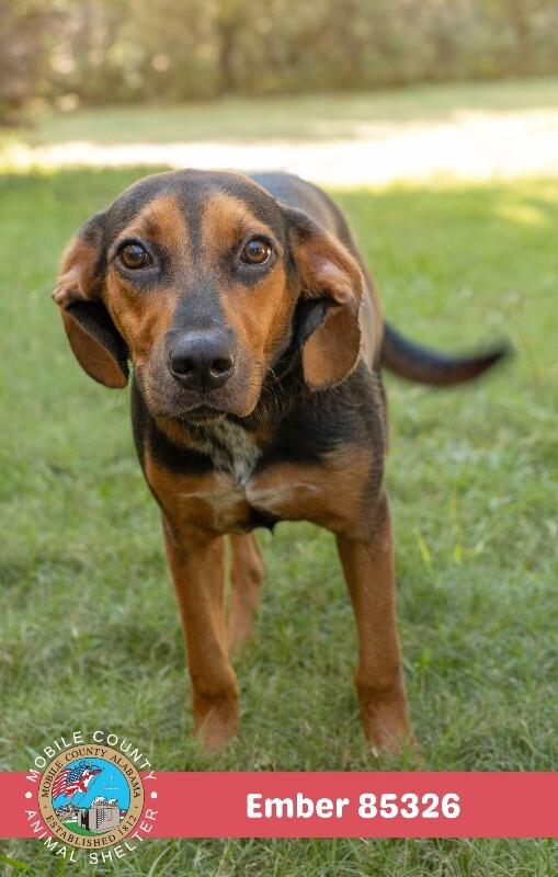 EMBER, Adoptable, Adult Female Beagle.