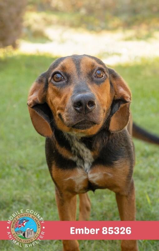 Enlarge EMBER, a Adoptable Beagle in Mobile, AL image 2/2
