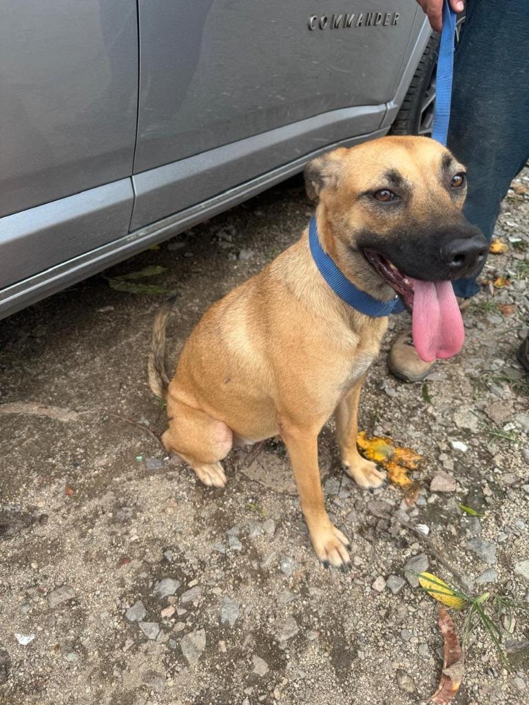 Fifi, Adoptable, Young Female Belgian Shepherd / Malinois & Labrador Retriever.