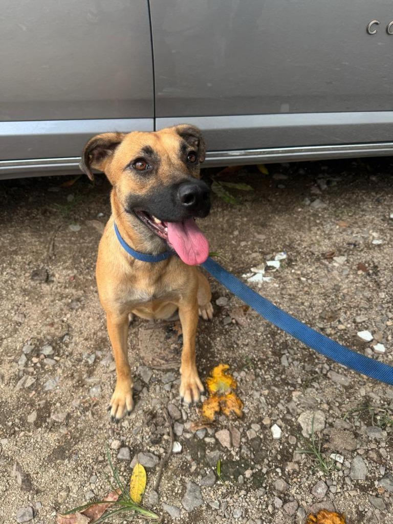 Enlarge Fifi, a Adoptable mixed breed in San Diego, CA image 2/5
