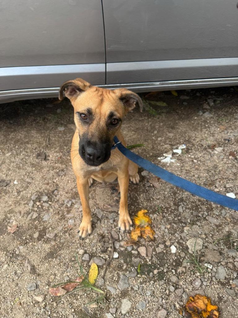 Enlarge Fifi, a Adoptable mixed breed in San Diego, CA image 5/5