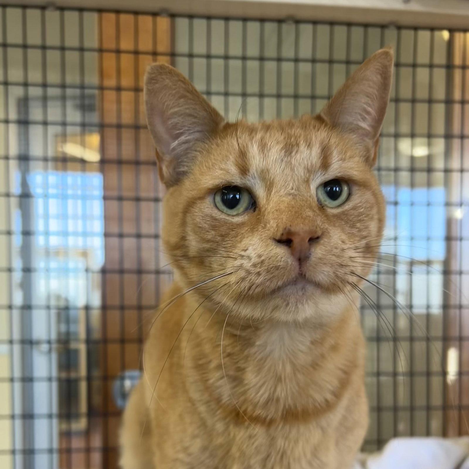 Grandville, Adoptable, Senior Male Domestic Short Hair.