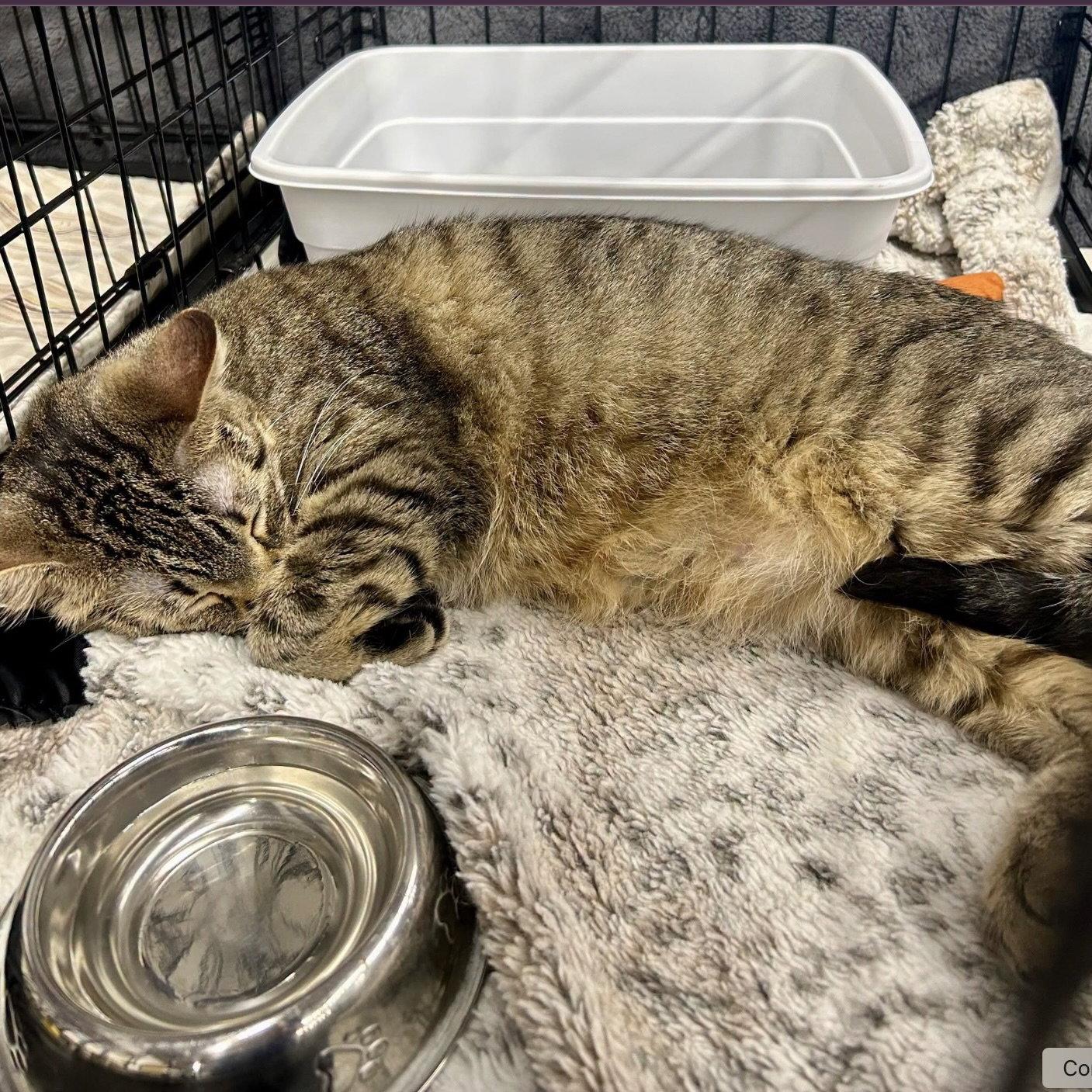 Un, Adoptable, Kitten Female Domestic Short Hair & Tabby.