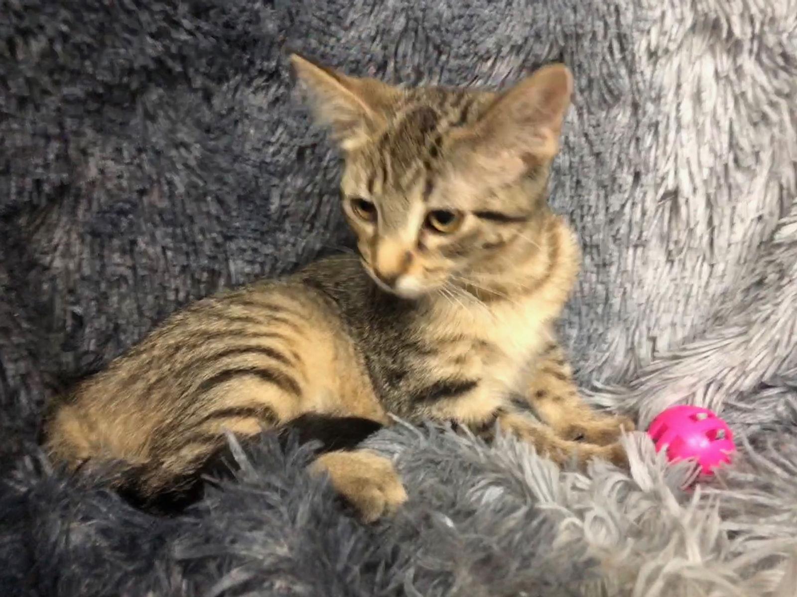 Un, Adoptable, Kitten Female Domestic Short Hair & Tabby.