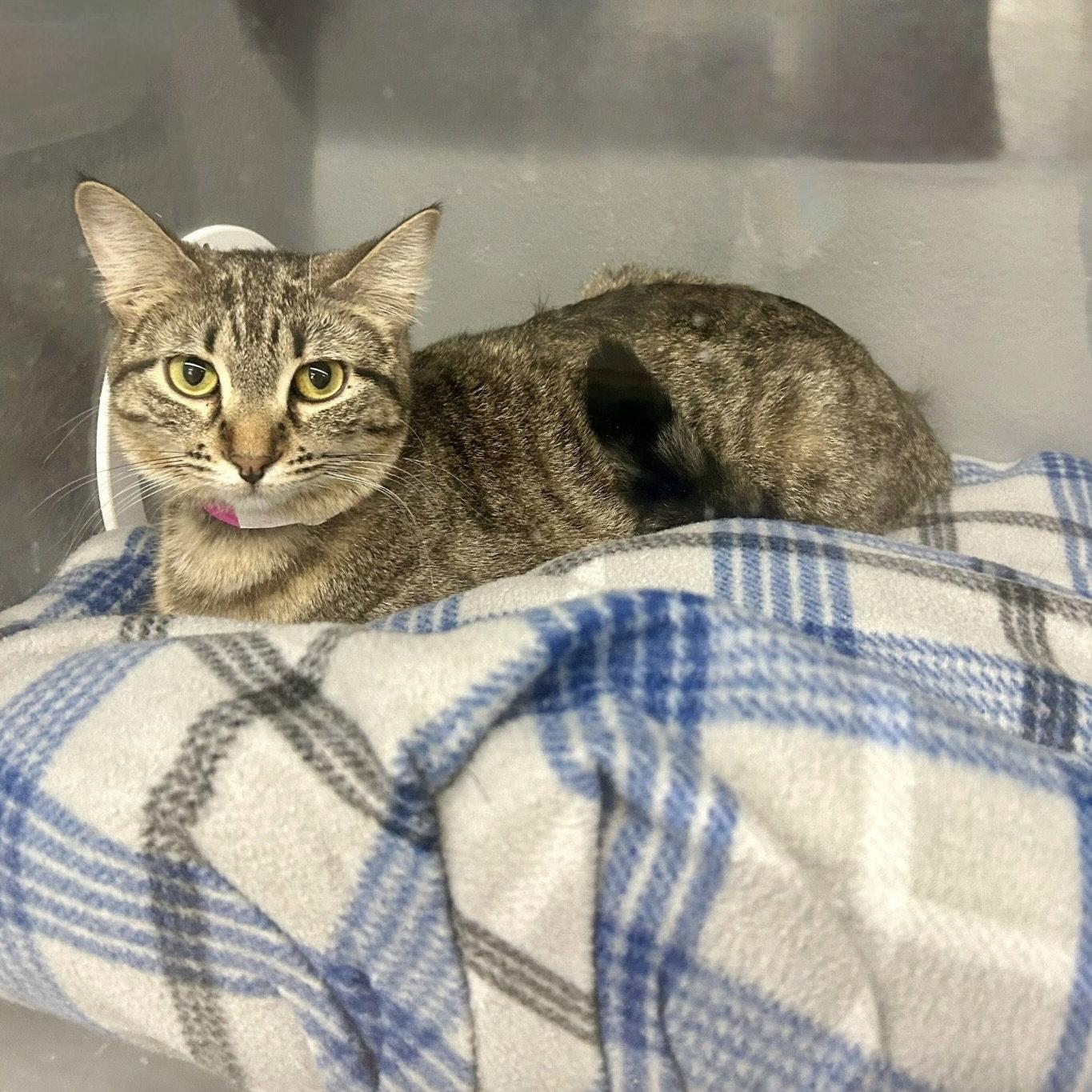 Un, a Adoptable mixed breed in Forest Lake, MN image 2/3