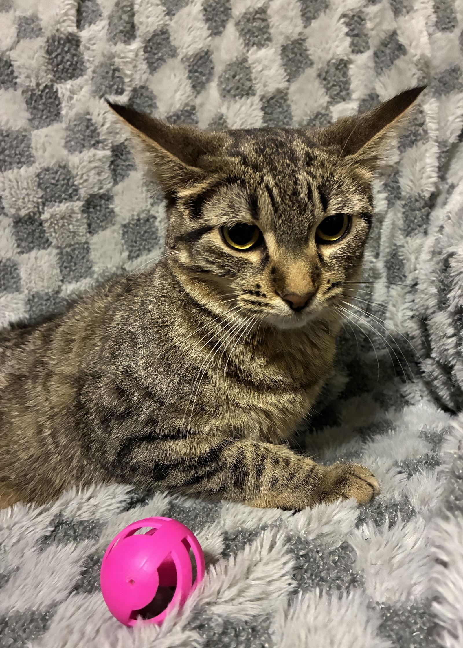 Enlarge Un, a Adoptable mixed breed in Forest Lake, MN image 2/2