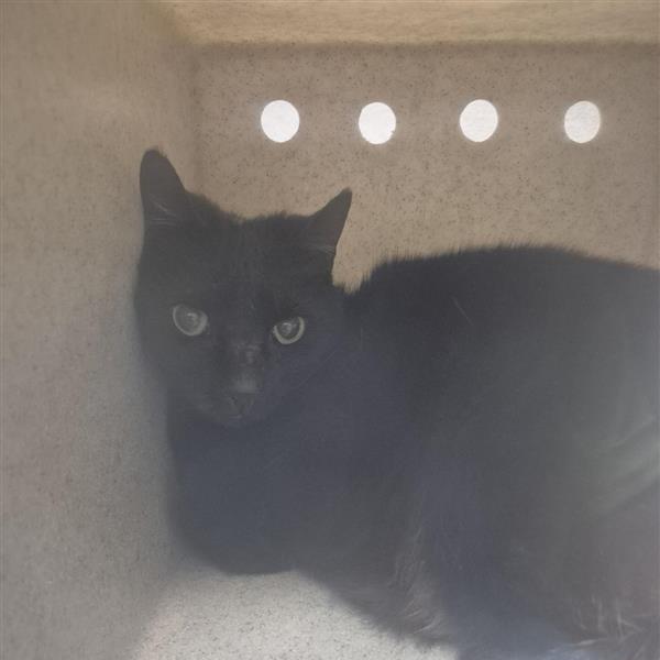 Working Cat Pinto, Adoptable, Senior Male Domestic Short Hair.