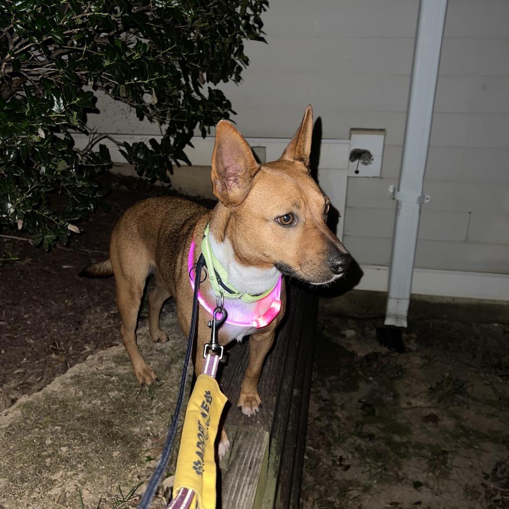 Enlarge Cyrus, a Adoptable Mixed Breed in Alexandria, VA image 1/6