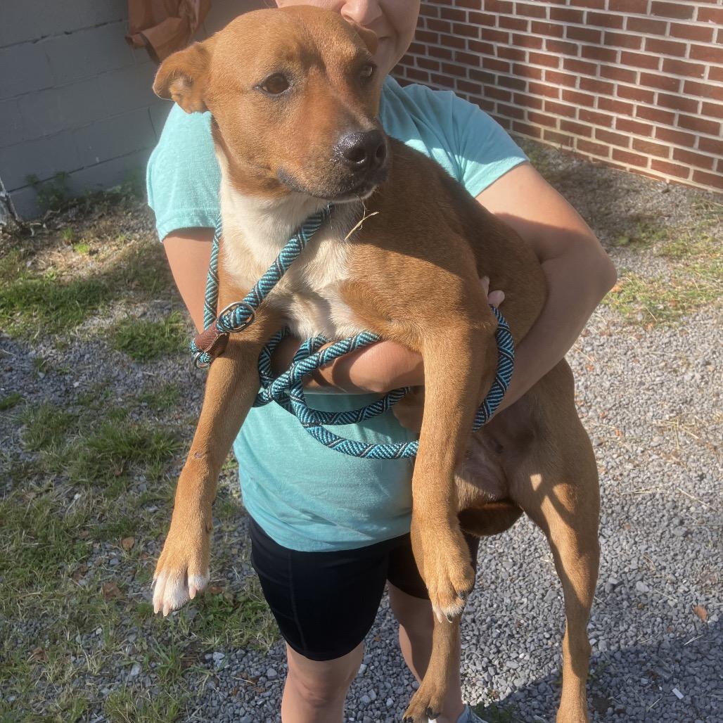 Enlarge Cyrus, a Adoptable Mixed Breed in Alexandria, VA image 2/6