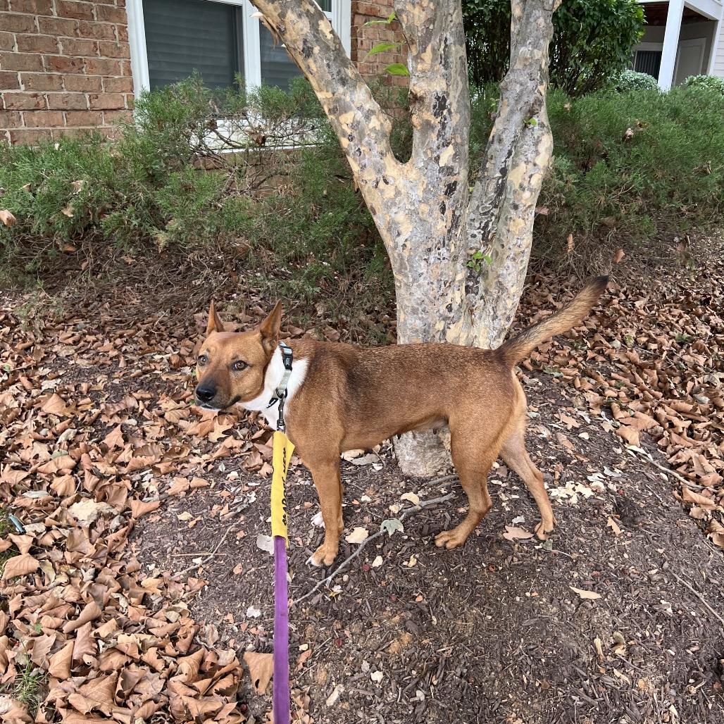 Enlarge Cyrus, a Adoptable Mixed Breed in Alexandria, VA image 3/6