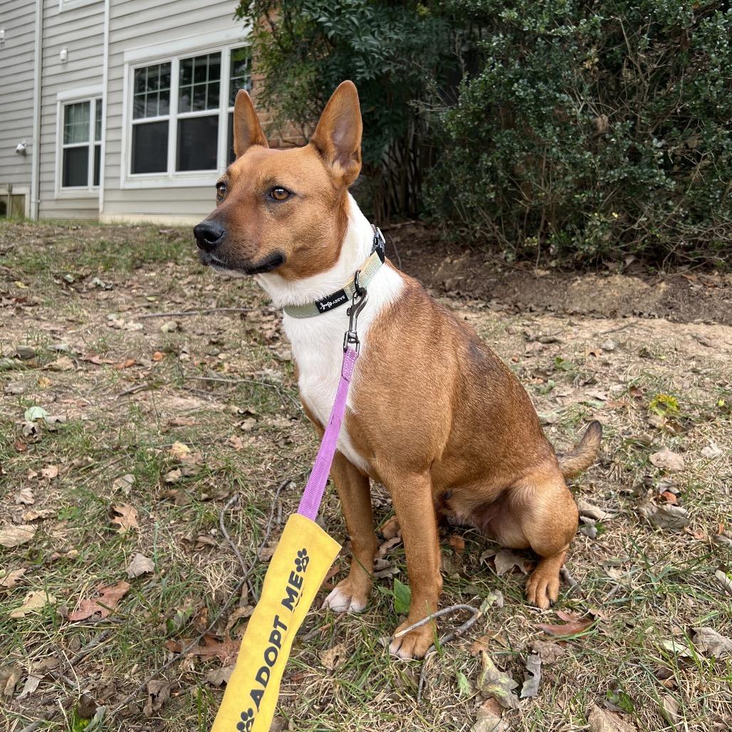 Enlarge Cyrus, a Adoptable Mixed Breed in Alexandria, VA image 4/6