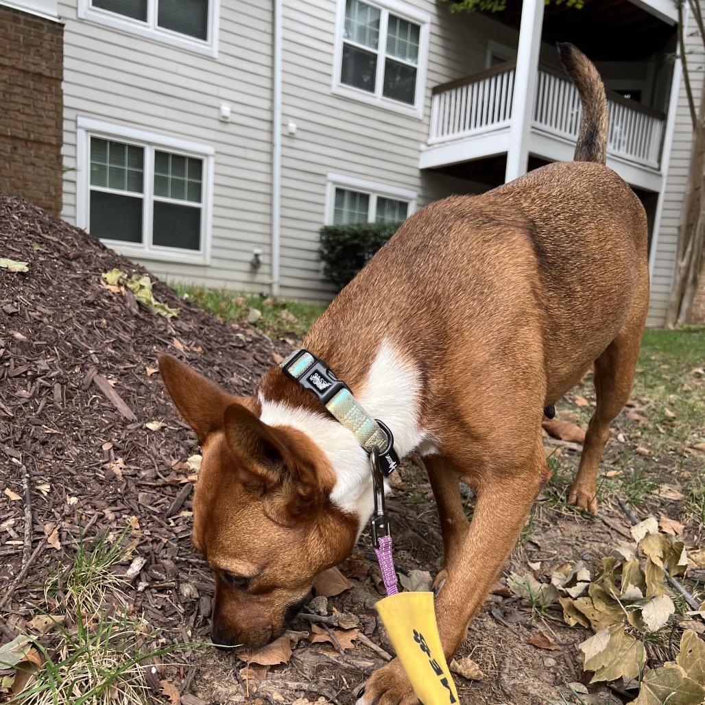 Enlarge Cyrus, a Adoptable Mixed Breed in Alexandria, VA image 5/6