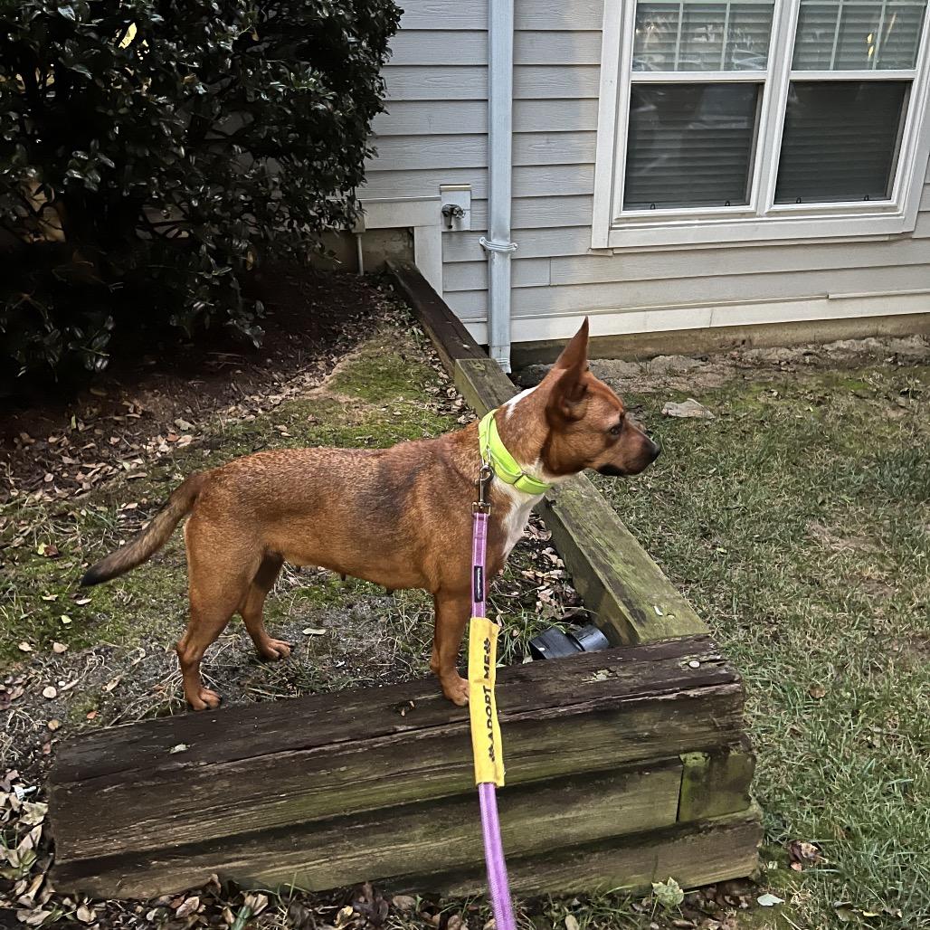 Enlarge Cyrus, a Adoptable Mixed Breed in Alexandria, VA image 6/6