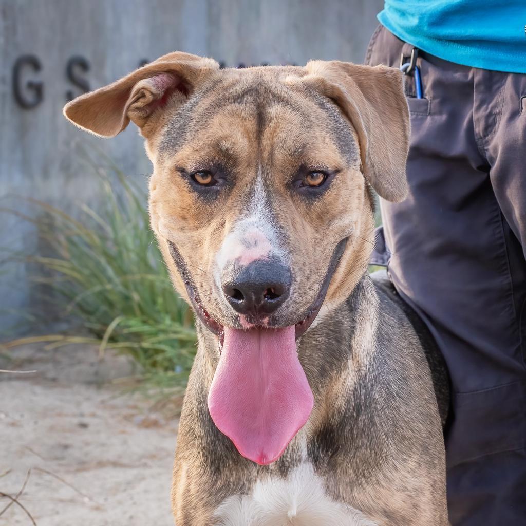 Enlarge Nick, a Adoptable Mountain Cur in Riverside, CA image 2/3