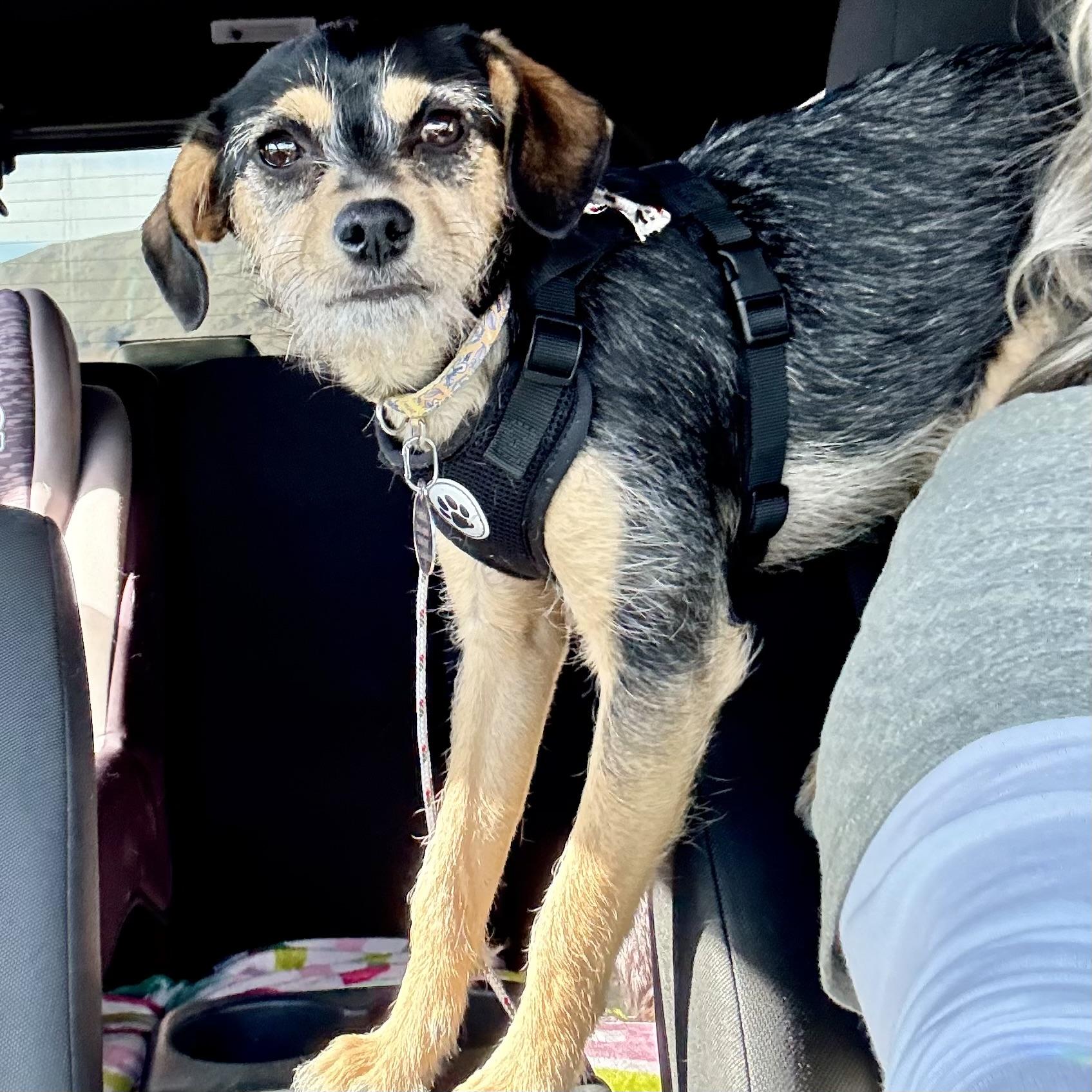 Enlarge Callie, a ADOPTABLE mixed breed in Bonney Lake, WA image 5/6