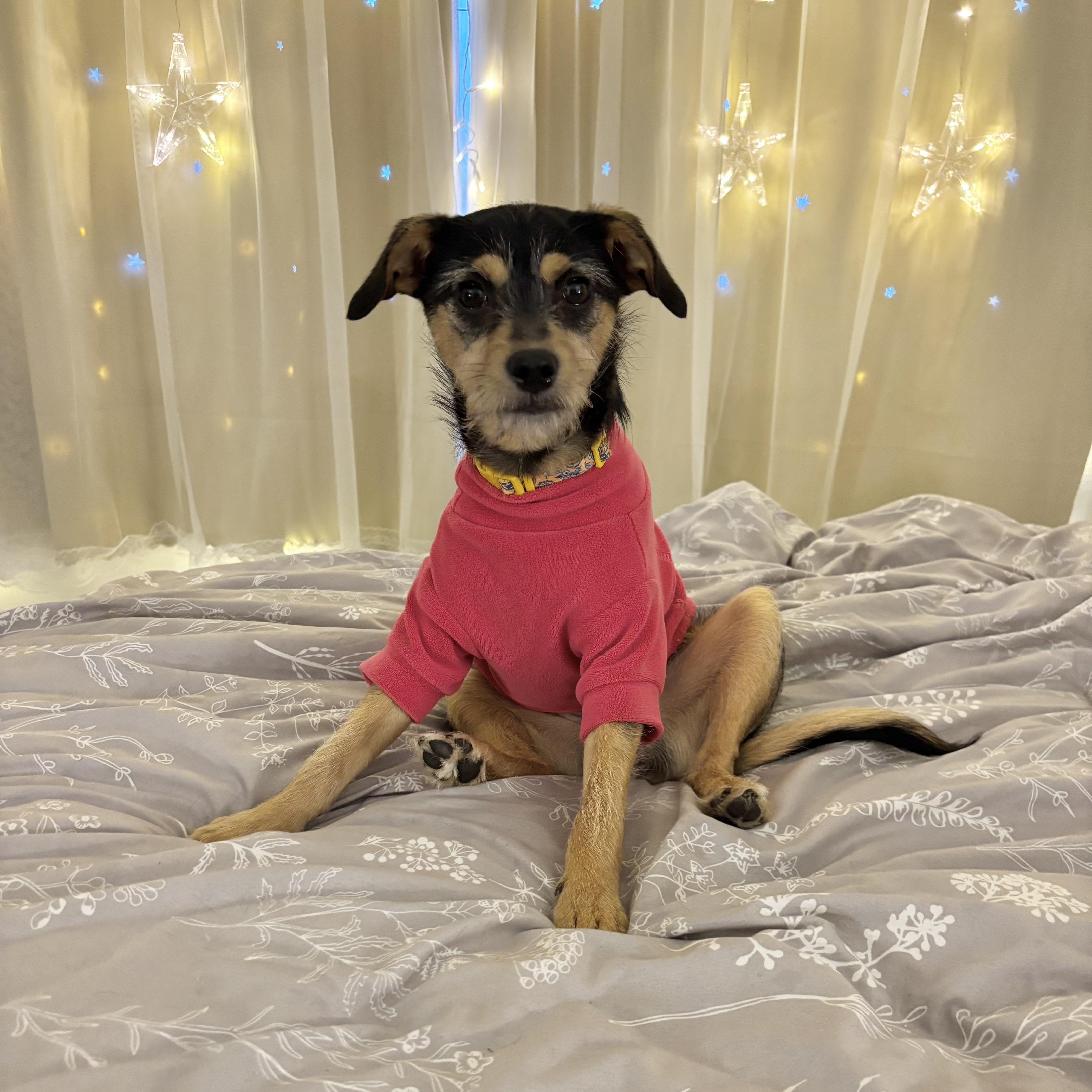 Callie, ADOPTABLE, Young Female Terrier.