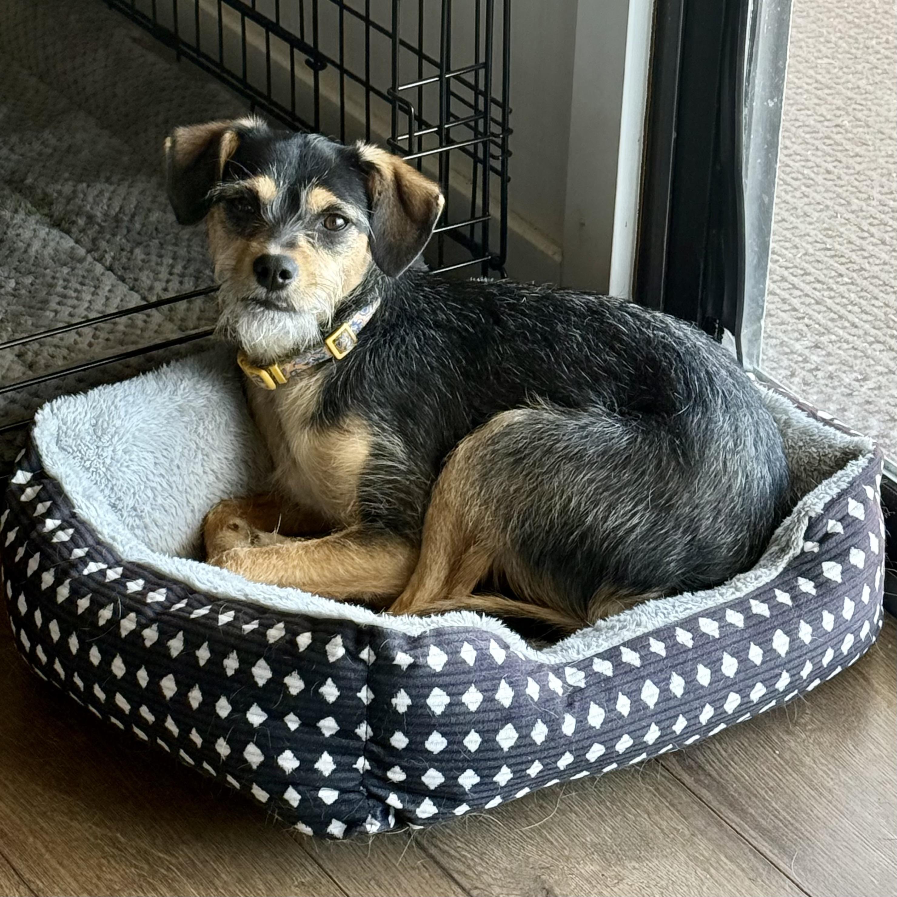 Enlarge Callie, a ADOPTABLE mixed breed in Bonney Lake, WA image 6/6