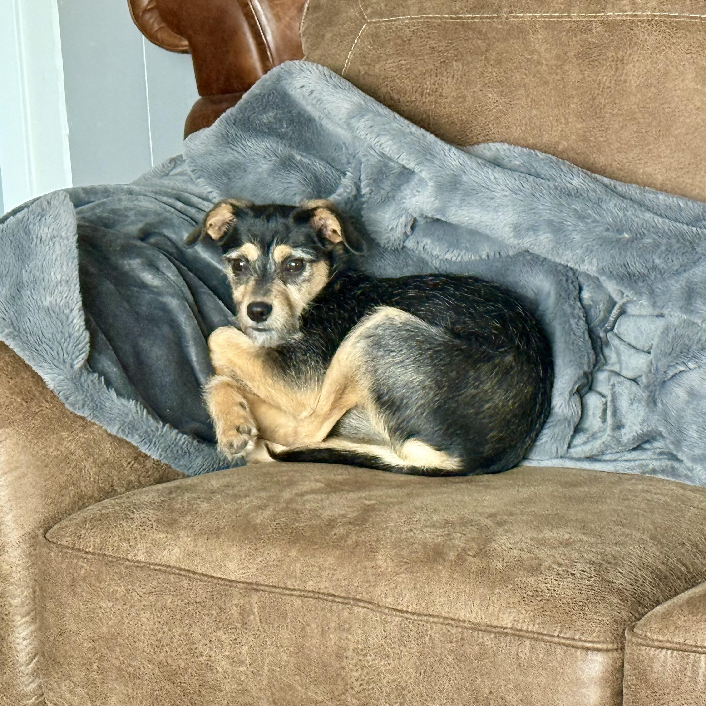 Enlarge Callie, a ADOPTABLE mixed breed in Bonney Lake, WA image 2/6