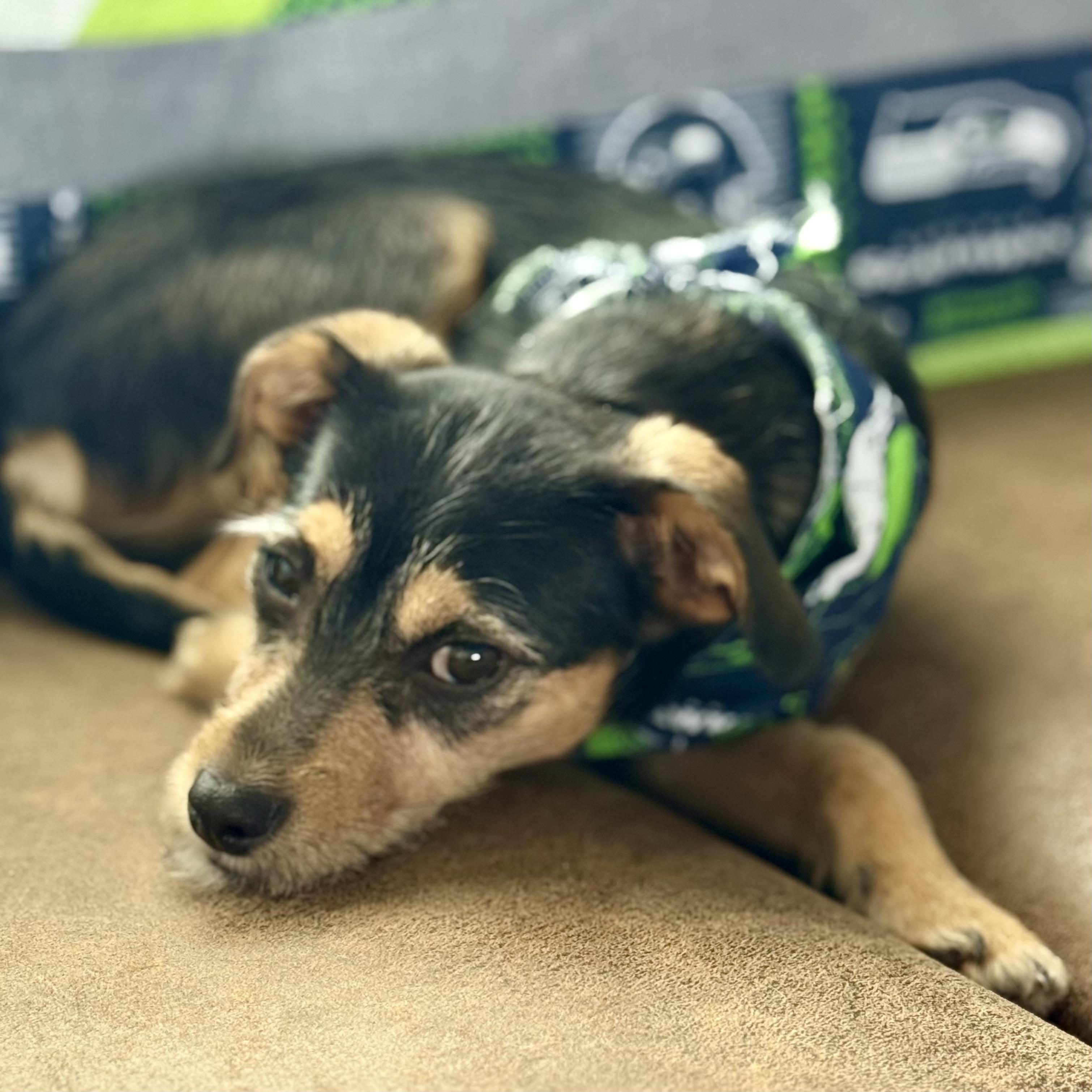 Enlarge Callie, a ADOPTABLE mixed breed in Bonney Lake, WA image 3/6