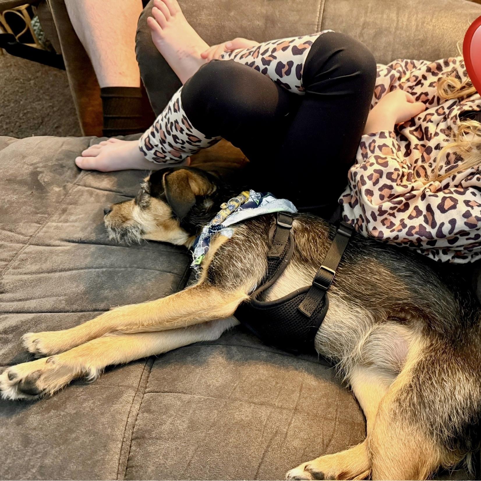 Enlarge Callie, a ADOPTABLE mixed breed in Bonney Lake, WA image 4/6