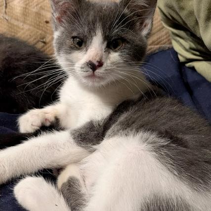 Pistachio, Adoptable, Kitten Male Domestic Short Hair.