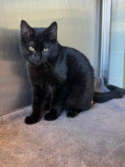 Enlarge Draco, a ADOPTABLE Domestic Medium Hair in Murphy, TX image 1/1