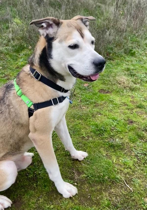 Enlarge Stillo, a Adoptable mixed breed in Vancouver, WA image 1/6