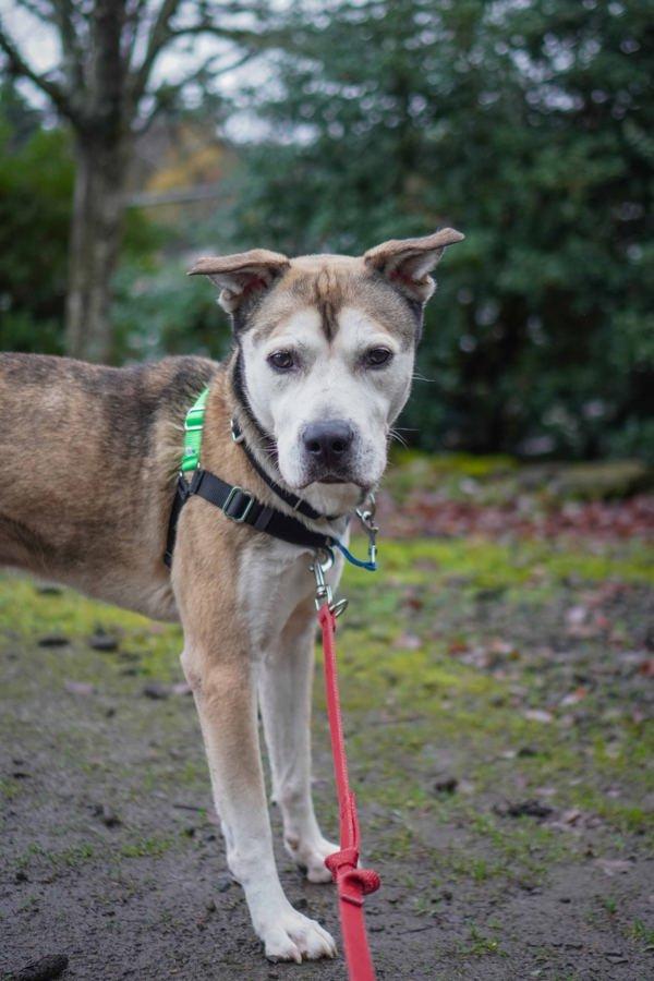 Enlarge Stillo, a Adoptable mixed breed in Vancouver, WA image 2/6