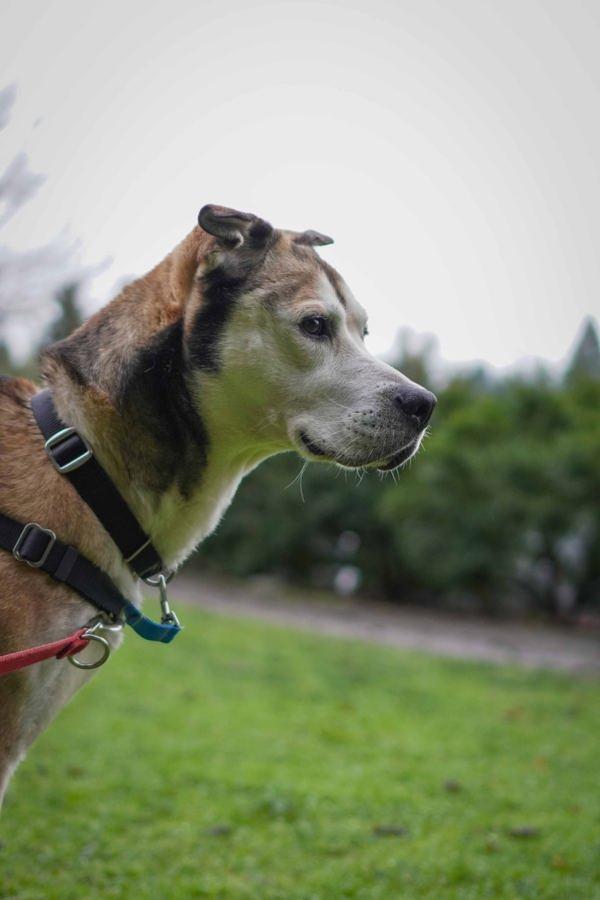 Enlarge Stillo, a Adoptable mixed breed in Vancouver, WA image 3/6