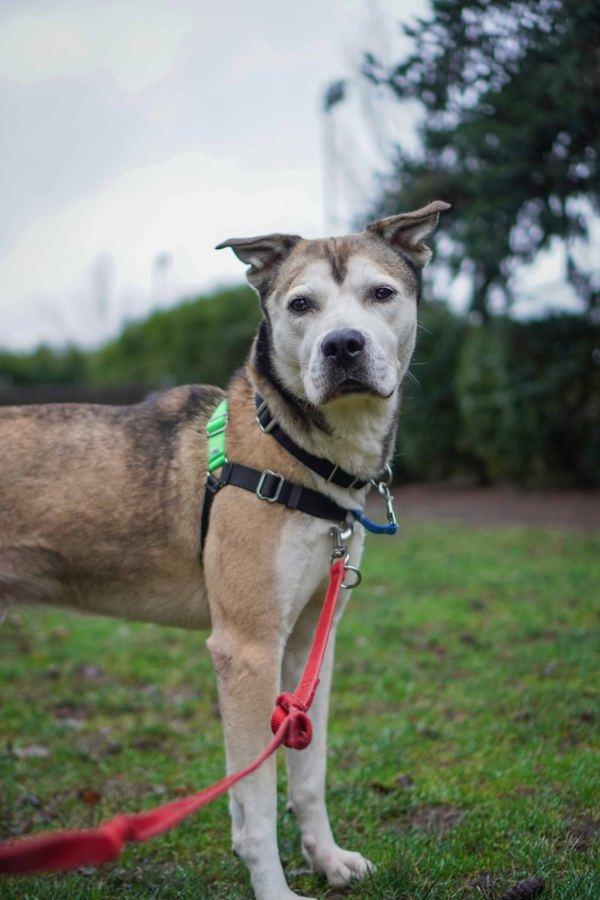 Enlarge Stillo, a Adoptable mixed breed in Vancouver, WA image 4/6