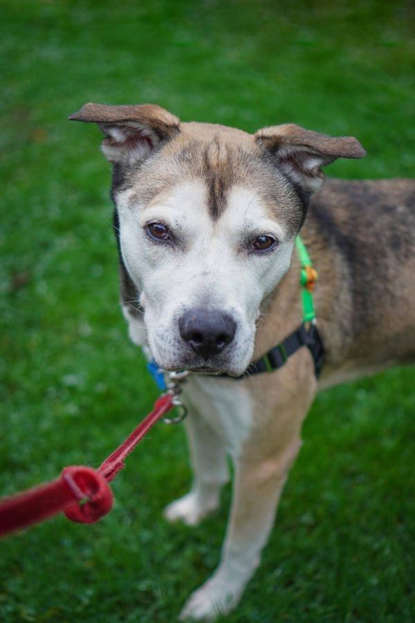 Enlarge Stillo, a Adoptable mixed breed in Vancouver, WA image 5/6