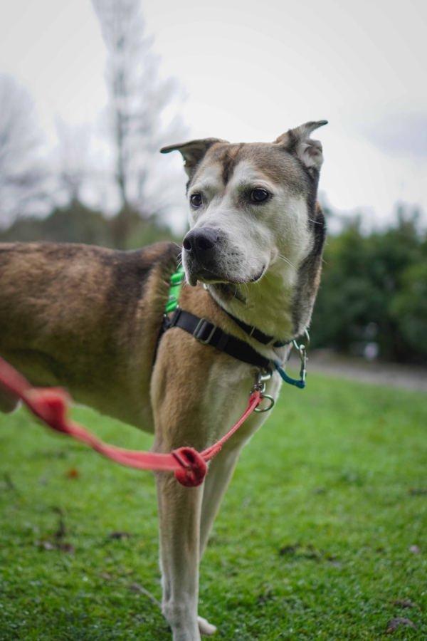 Enlarge Stillo, a Adoptable mixed breed in Vancouver, WA image 6/6