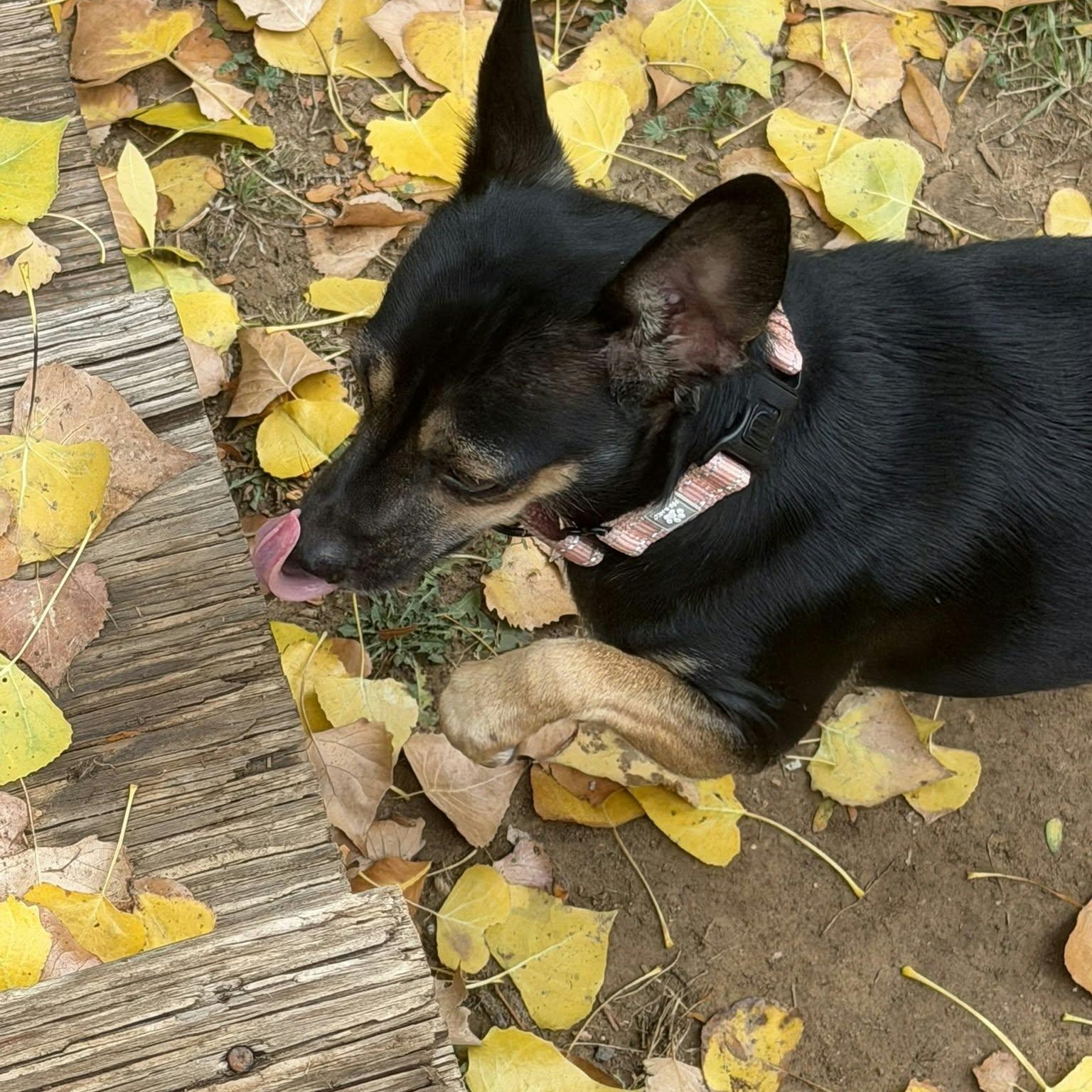 Enlarge LIZZY, a Adopted mixed breed in Loveland, CO image 3/6