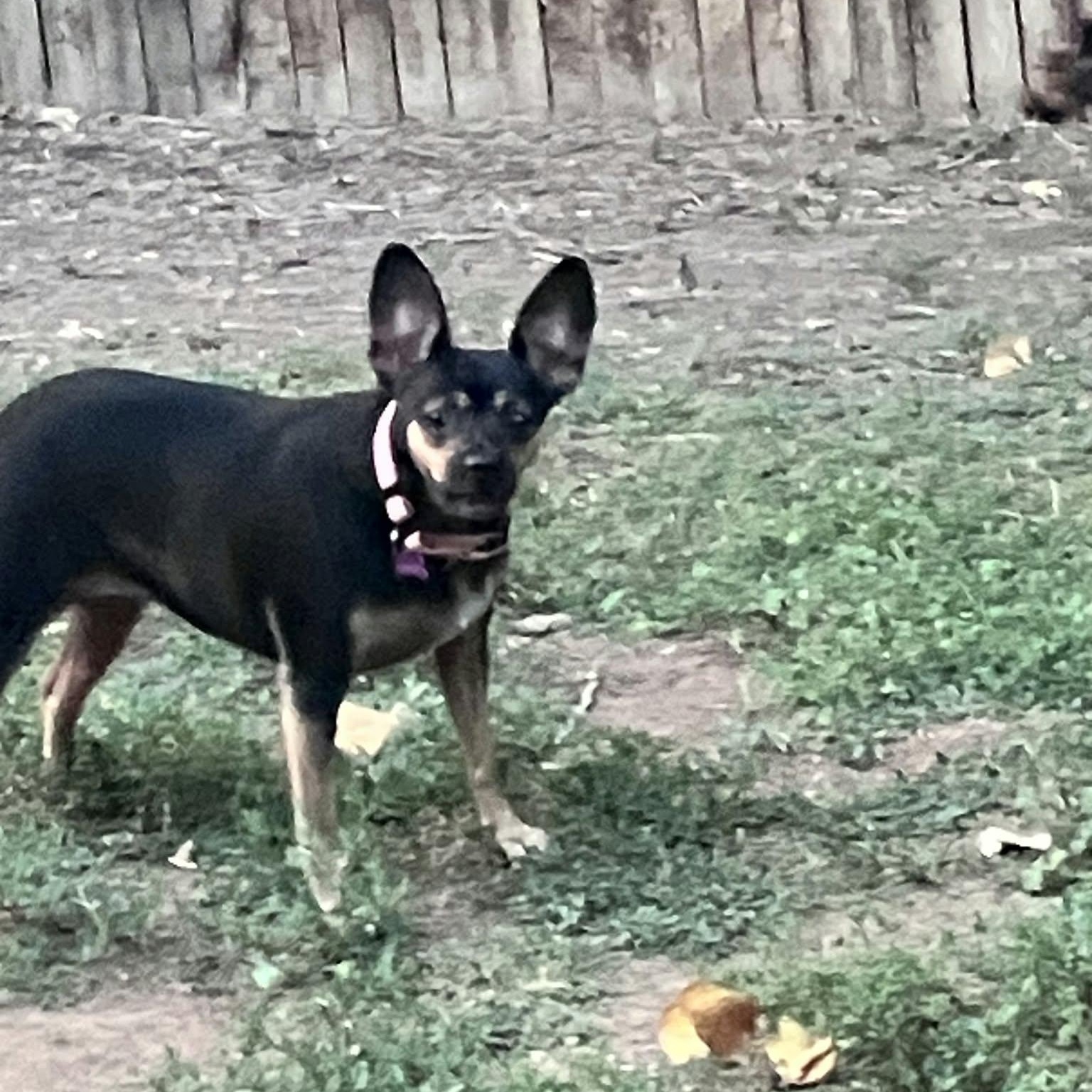 Enlarge LIZZY, a Adopted mixed breed in Loveland, CO image 6/6