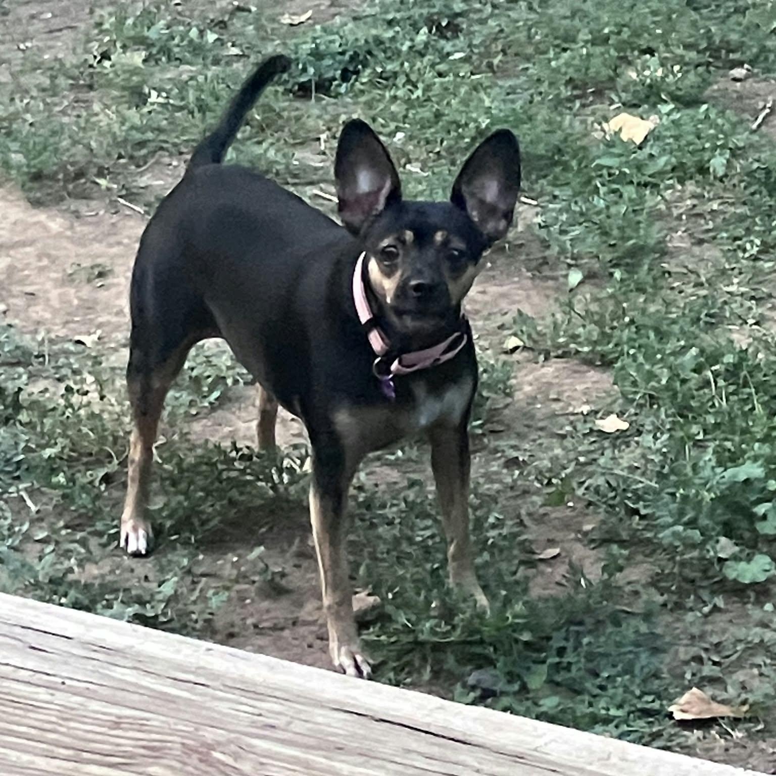 Enlarge LIZZY, a Adopted mixed breed in Loveland, CO image 5/6