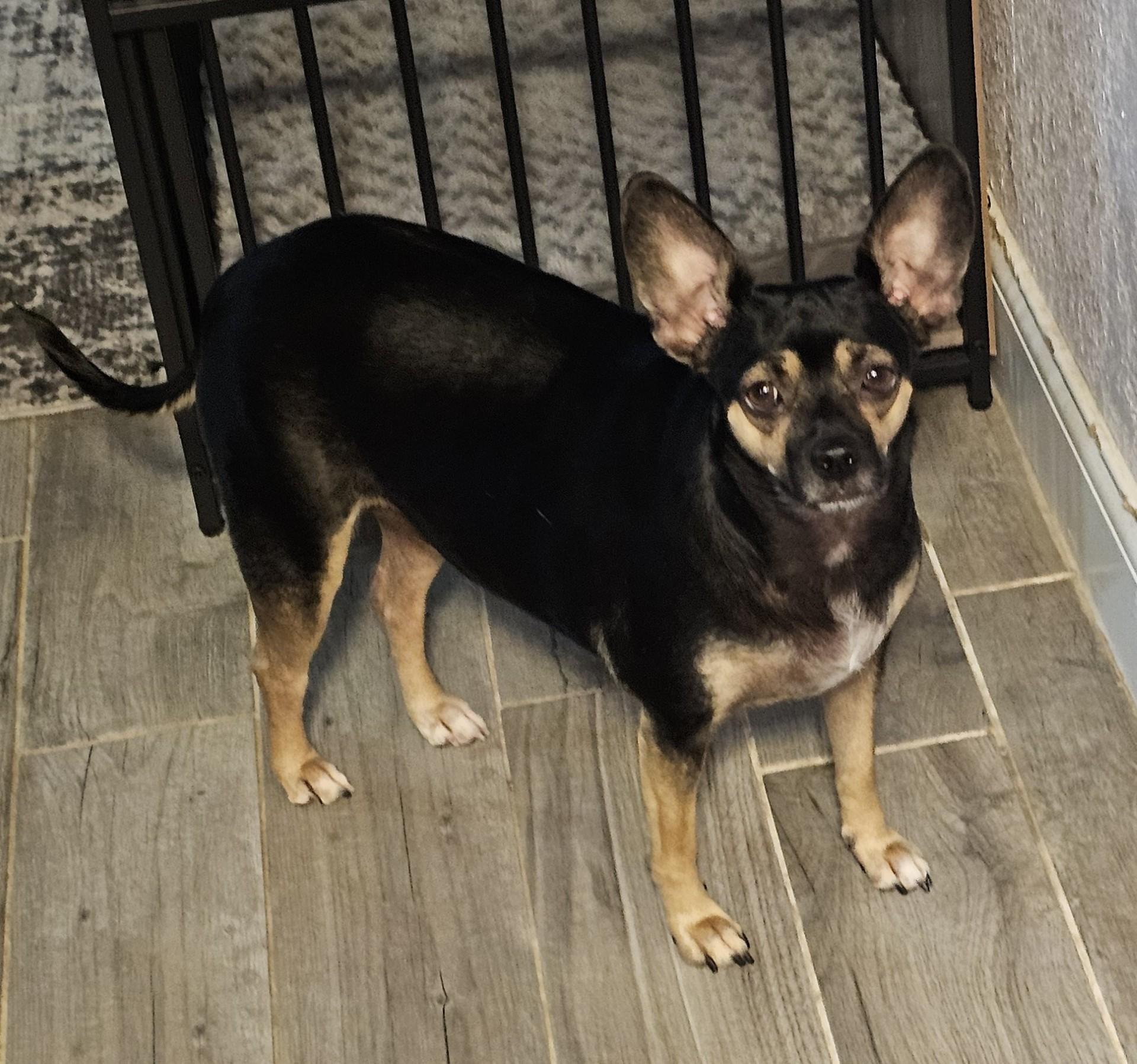 Enlarge LIZZY, a Adopted mixed breed in Loveland, CO image 2/6