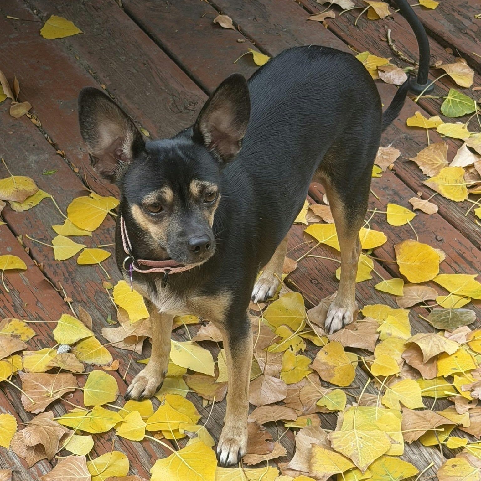 Enlarge LIZZY, a Adopted mixed breed in Loveland, CO image 4/6