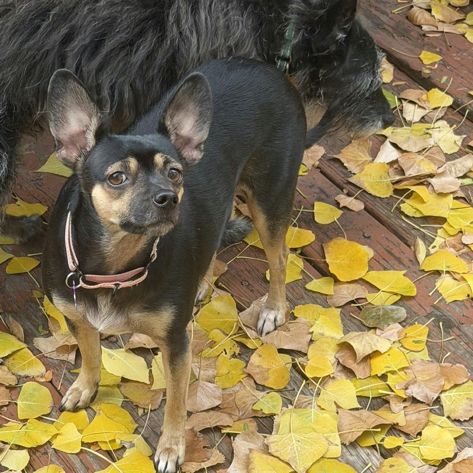 Enlarge LIZZY, a Adopted mixed breed in Loveland, CO image 1/6