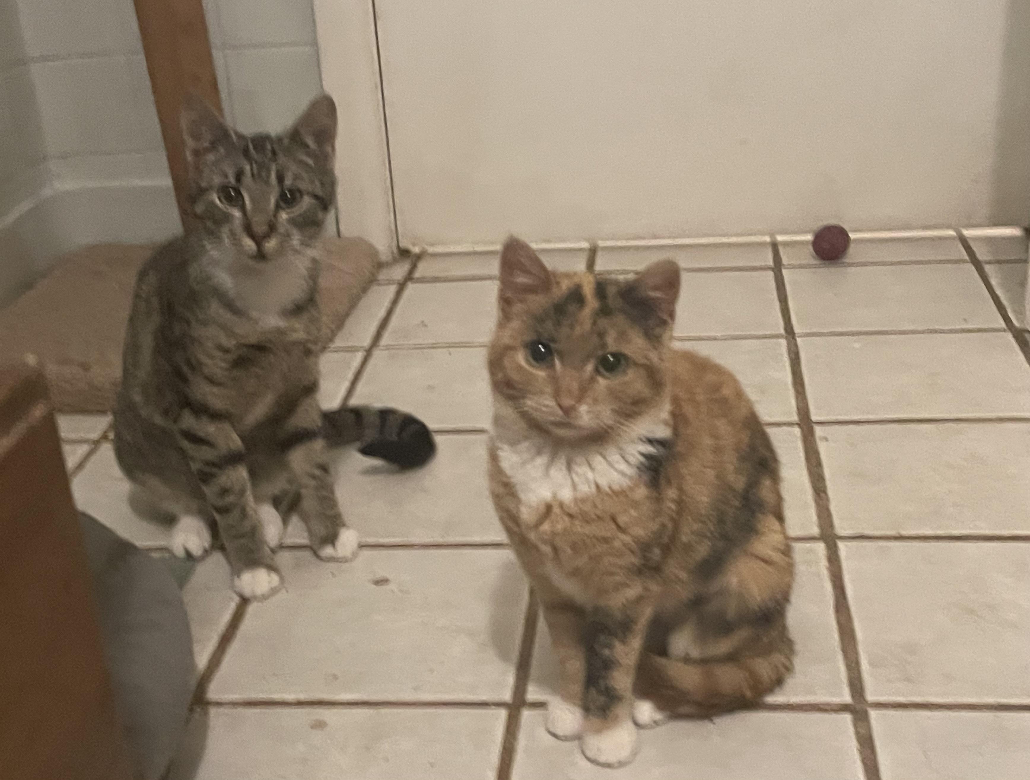 Teddy and Marlene, ADOPTABLE, Kitten Male Domestic Short Hair.