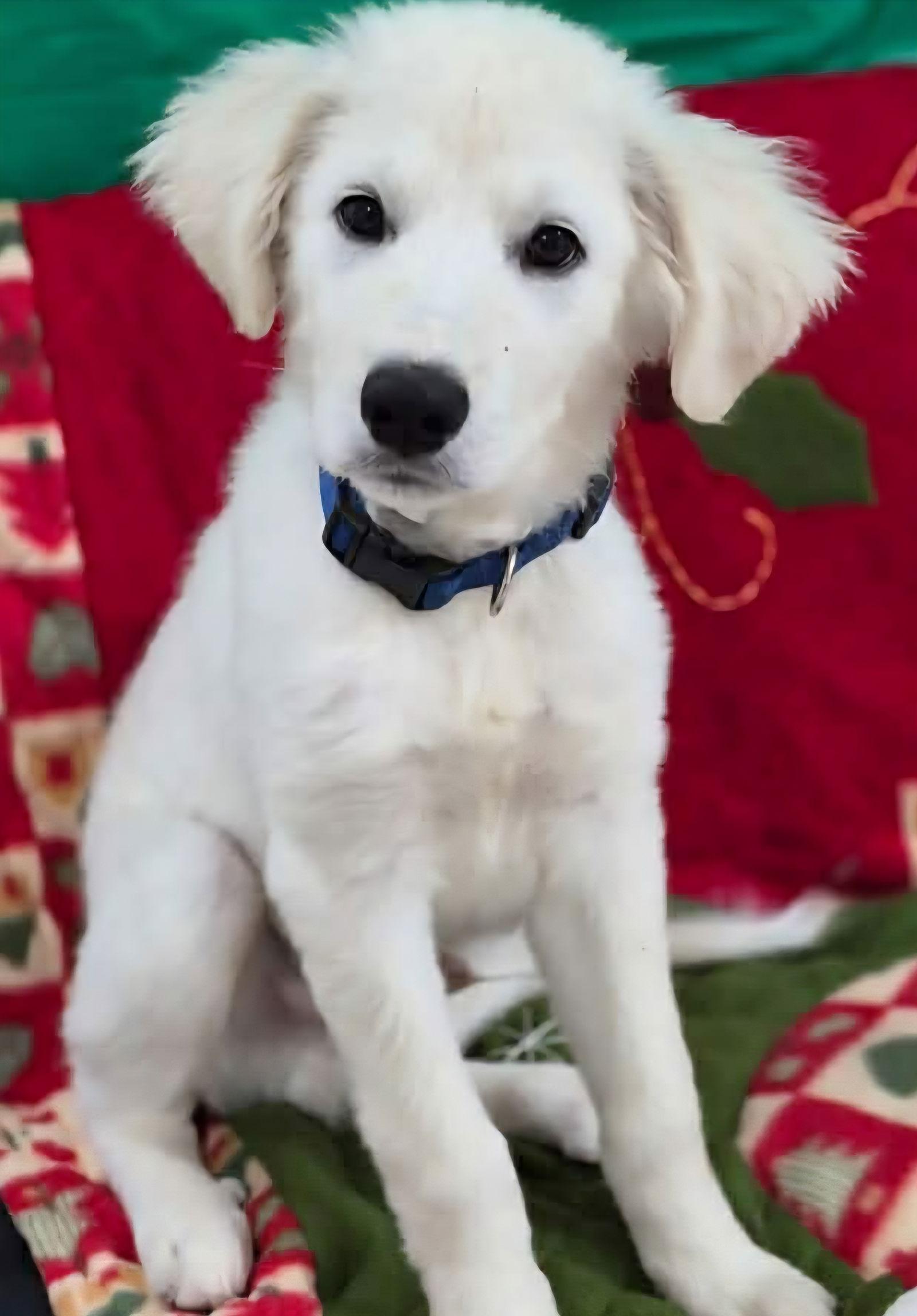 Cosmo, Adopted, Young Male Great Pyrenees & Golden Retriever.