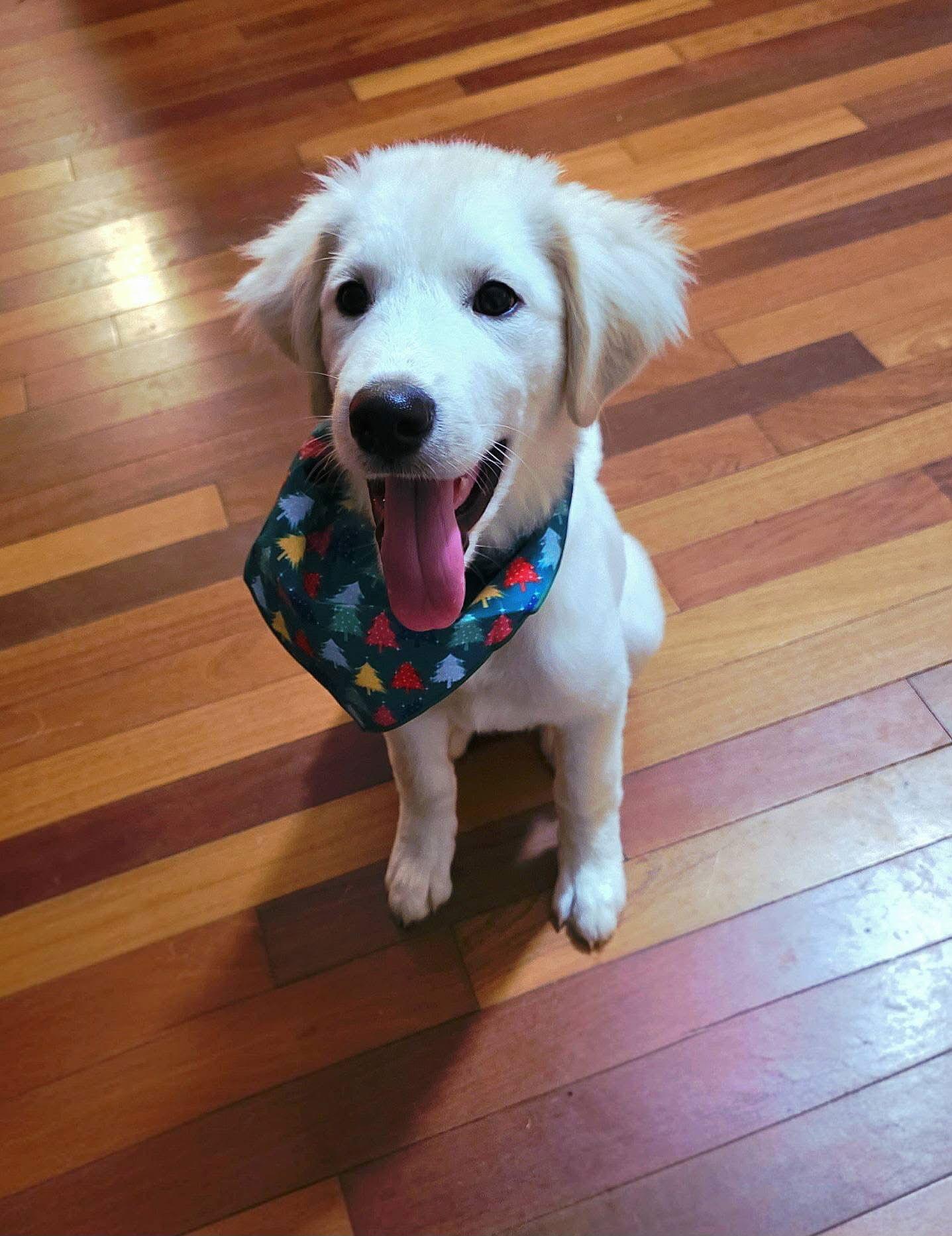 Cosmo, a Adopted mixed breed in Columbus, IN image 2/3