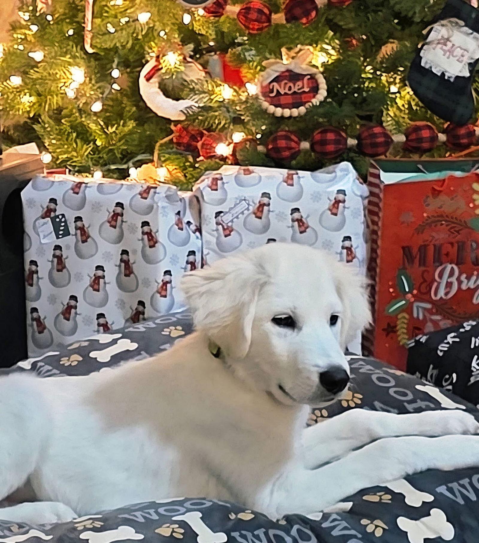 Cosmo, a Adopted mixed breed in Columbus, IN image 3/3