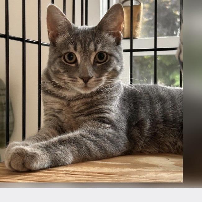 Enlarge Tinsley, a Adoptable Domestic Short Hair in Wantagh, NY image 1/1