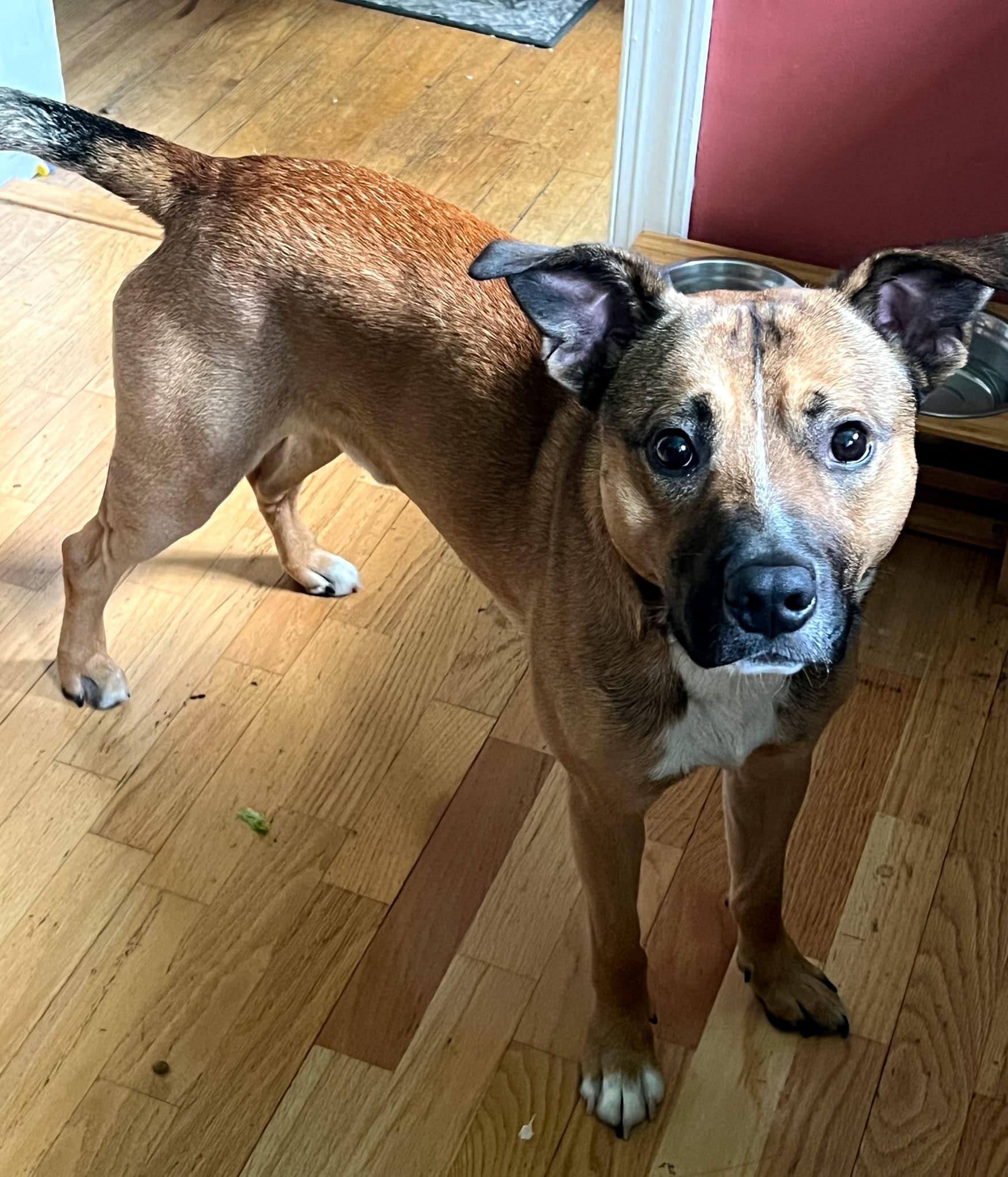 Enlarge Levi, a Adopted mixed breed in Christiansburg, VA image 1/3