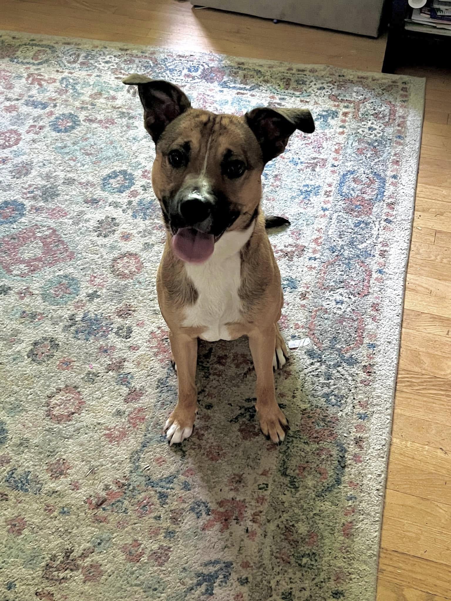 Enlarge Levi, a Adopted mixed breed in Christiansburg, VA image 3/3