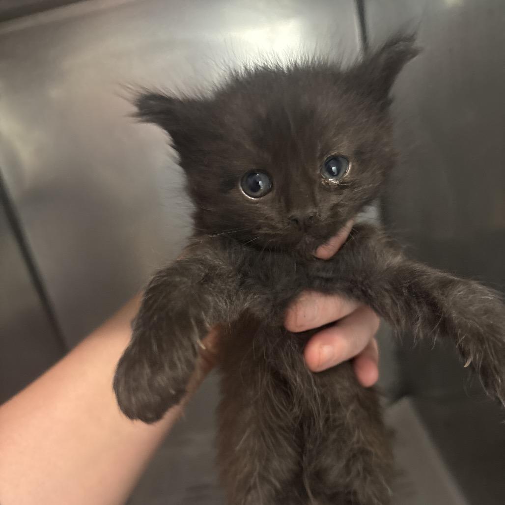 England, Adoptable, Kitten Female Domestic Short Hair.
