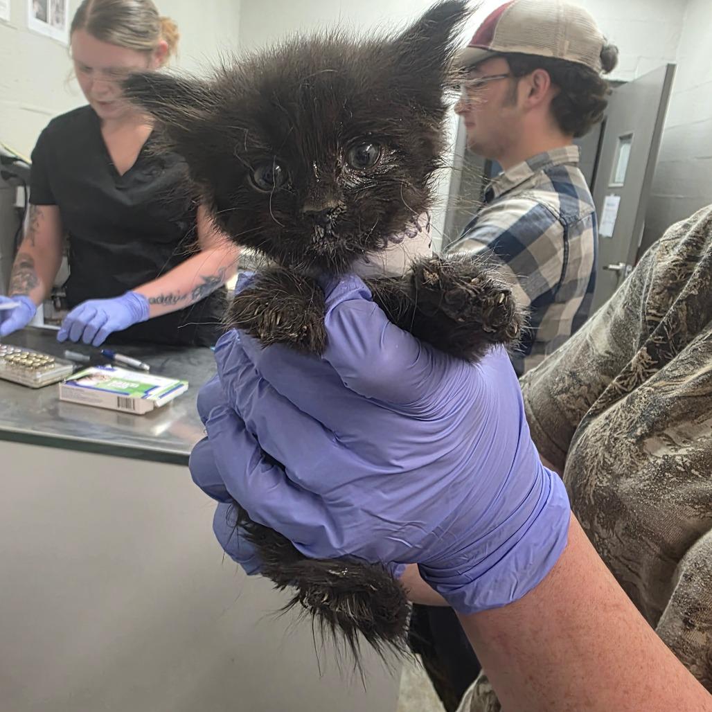 Enlarge England, a Adoptable Domestic Short Hair in Clanton, AL image 2/2