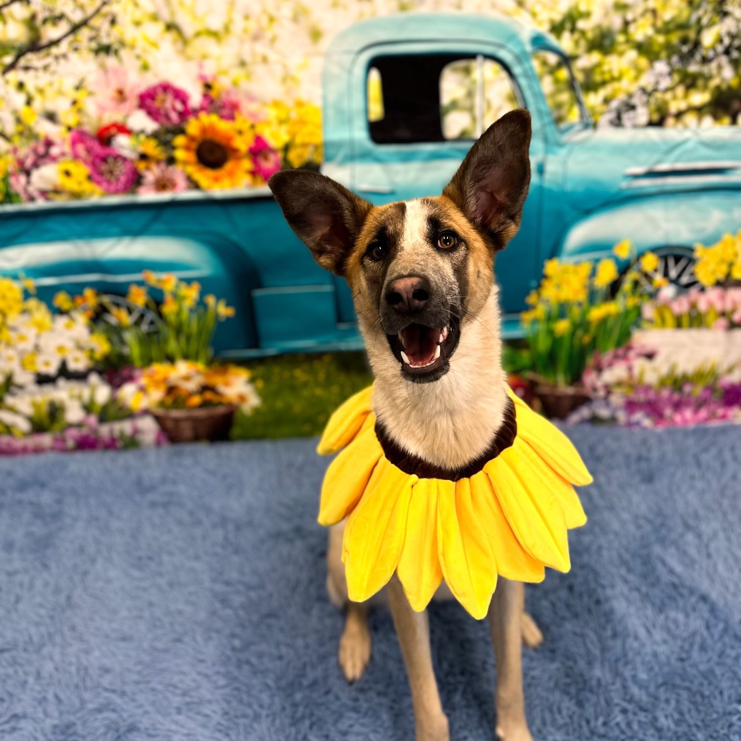 Morning Glory, Young Female Australian Cattle Dog / Blue Heeler